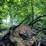 Churchill Nature Preserve