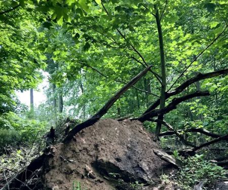 Churchill Nature Preserve