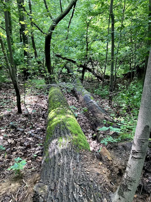 Churchill Nature Preserve Picture 4