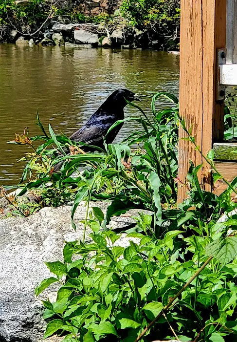 Kinnally Cove Park & kayak launch Picture 6