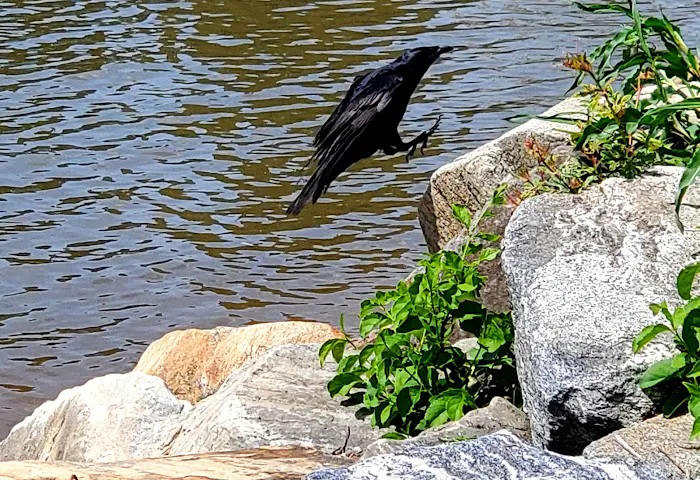 Kinnally Cove Park & kayak launch Picture 8
