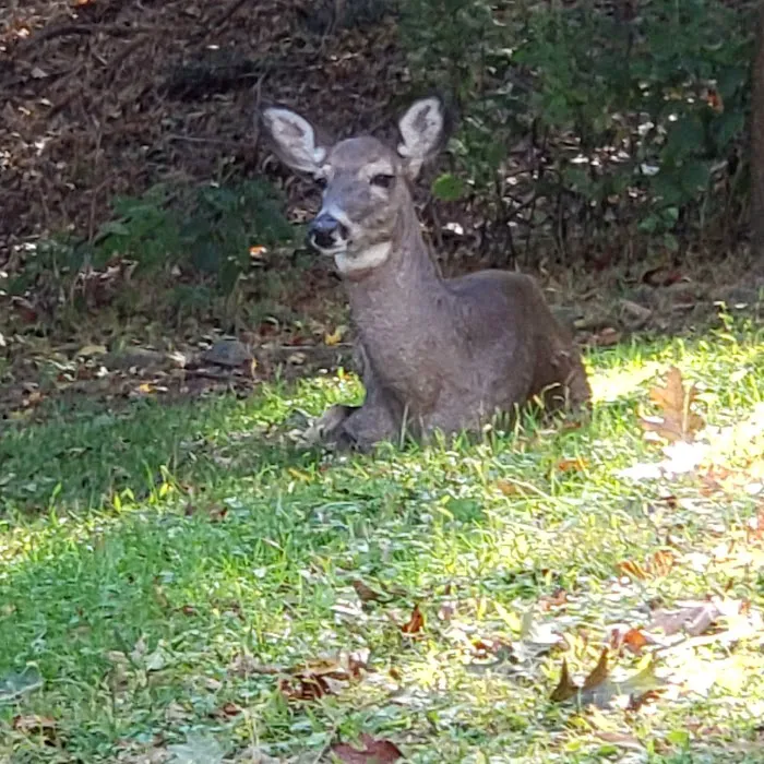 Juhring Nature Preserve Picture 4