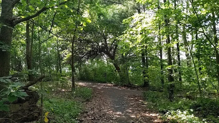 Osage Orange Tree Picture 2