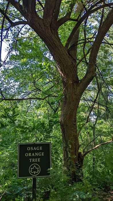 Osage Orange Tree Picture 3
