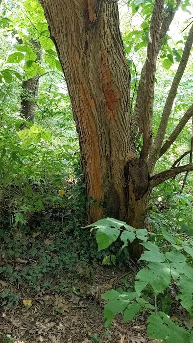 Osage Orange Tree Picture 1