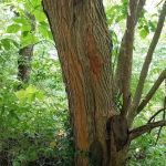 Osage Orange Tree