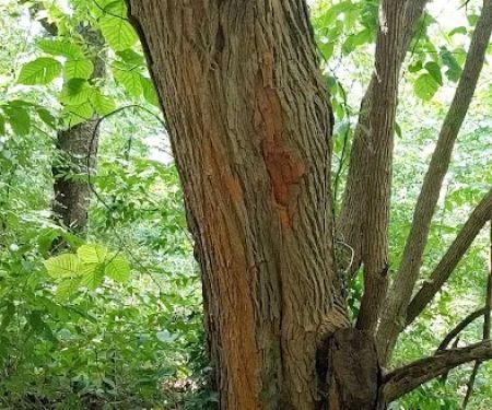 Osage Orange Tree