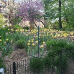Anne Loftus Playground