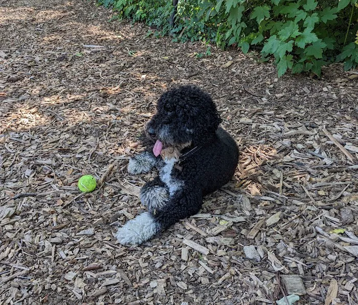 Sir William's Dog Run Picture 2