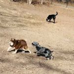 Sir William's Dog Run