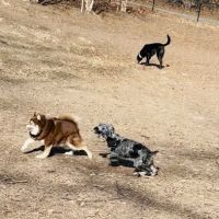 Sir William's Dog Run ico