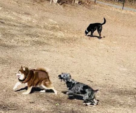 Sir William's Dog Run