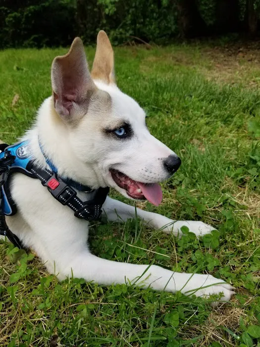 Sir William's Dog Run Picture 6