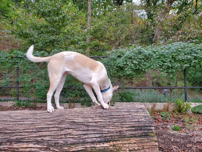 Sir William's Dog Run Picture 7