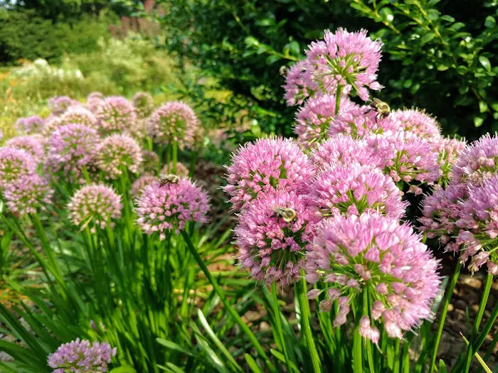 Heather Garden Picture 6