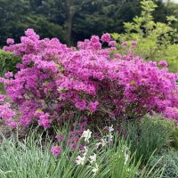 Heather Garden ico