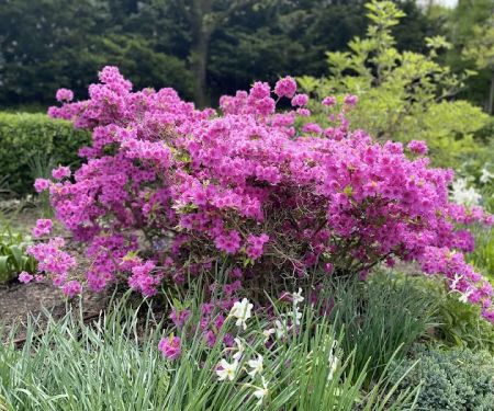Heather Garden