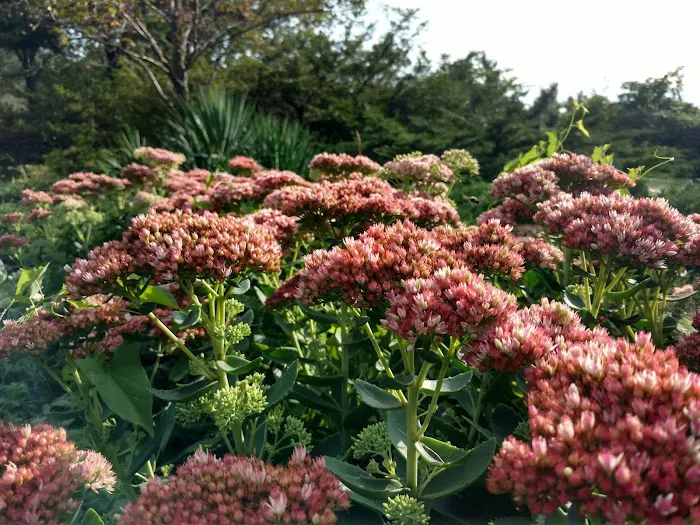 Heather Garden Picture 5
