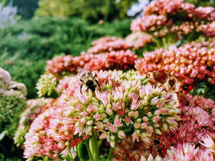 Heather Garden Picture 4