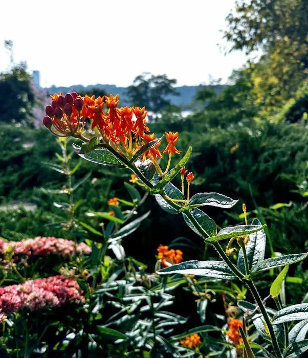 Heather Garden Picture 10