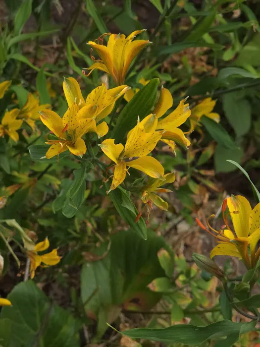 Dr. Ruth Tulips Picture 9