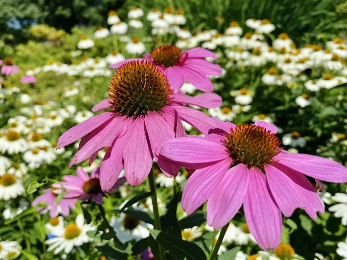 Billings Lawn Picture 8