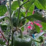 Target Community Garden