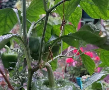 Target Community Garden