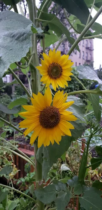 Target Community Garden Picture 9