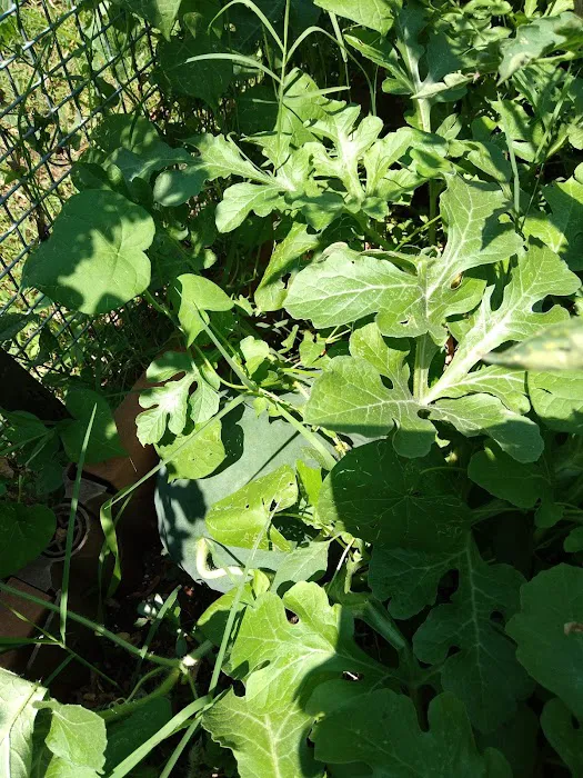 Taqwa Community Farm Picture 5