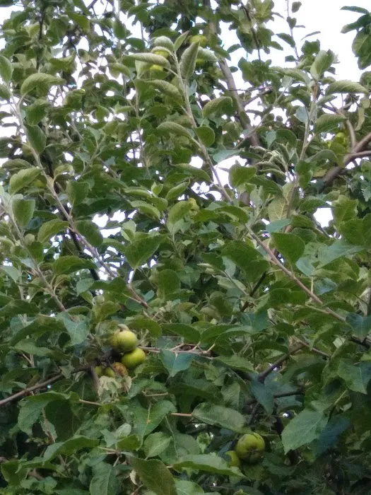 Taqwa Community Farm Picture 1