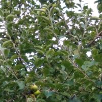 Taqwa Community Farm ico
