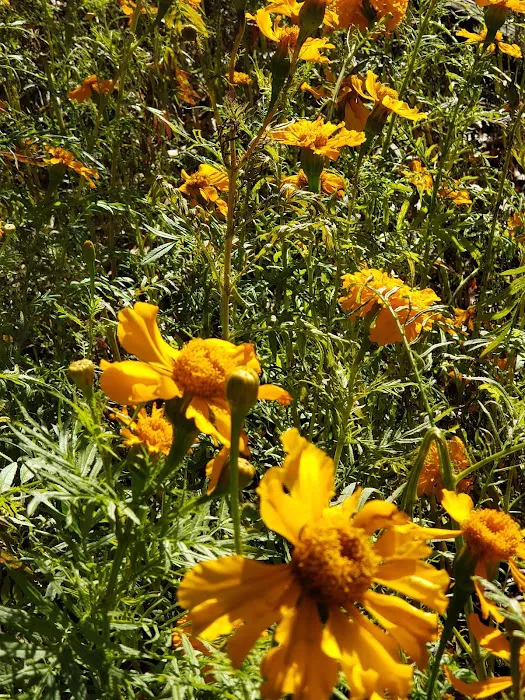 Taqwa Community Farm Picture 4