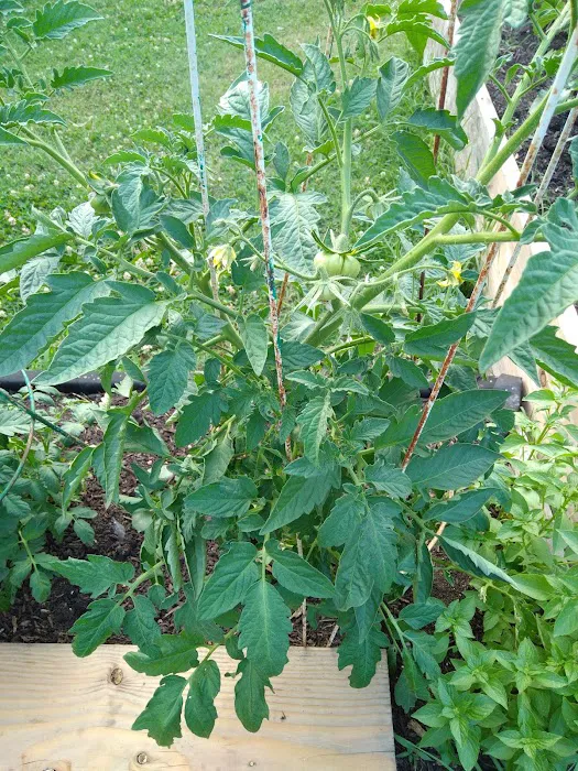 Taqwa Community Farm Picture 8