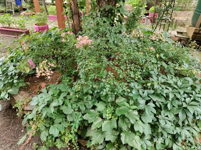 La Isla Garden Picture 8