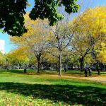 Joyce Kilmer Park