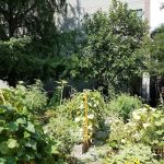 Carver Community Garden