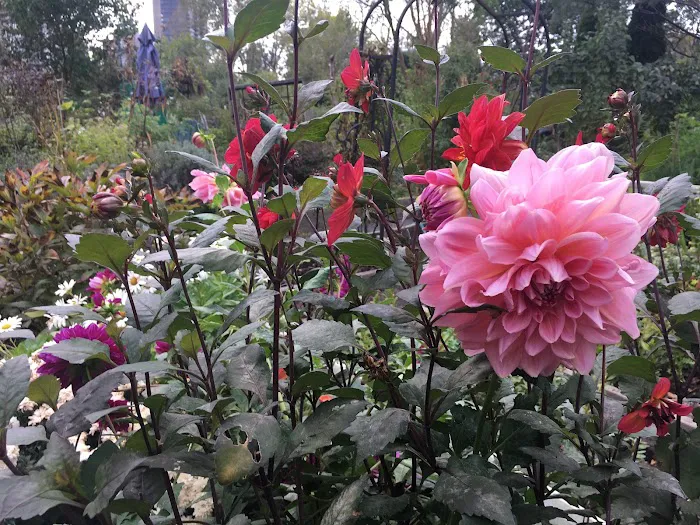 Roosevelt Island Garden Club Picture 5