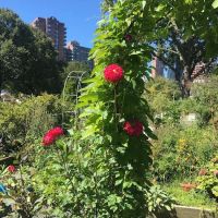 Roosevelt Island Garden Club ico