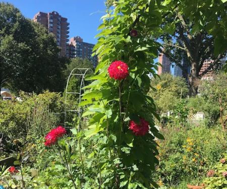 Roosevelt Island Garden Club
