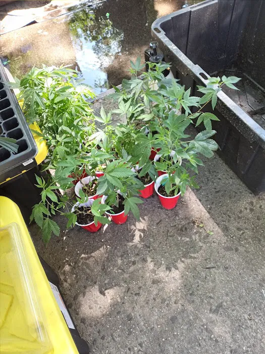 Herb Garden Picture 7