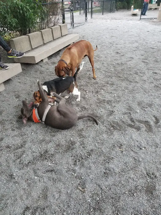 Bark Park - Off-Leash Dog Run for Members Only Picture 1
