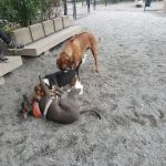 Bark Park - Off-Leash Dog Run for Members Only