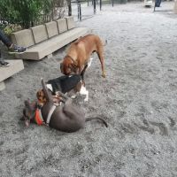 Bark Park - Off-Leash Dog Run for Members Only ico