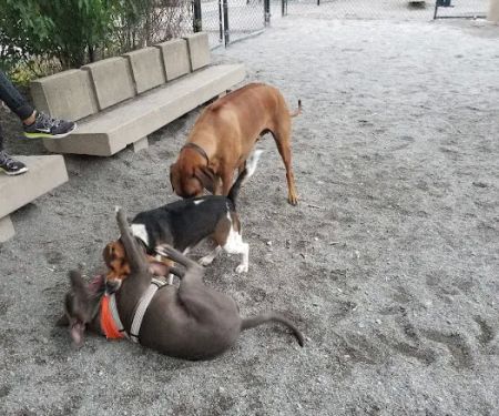 Bark Park - Off-Leash Dog Run for Members Only