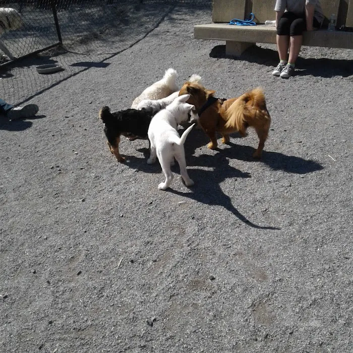 Bark Park - Off-Leash Dog Run for Members Only Picture 4
