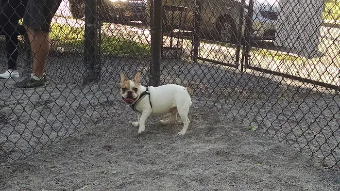 Bark Park - Off-Leash Dog Run for Members Only Picture 8