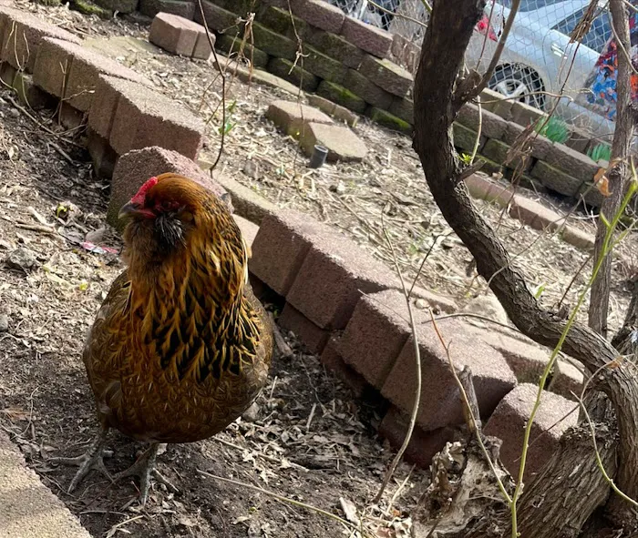 Umoja Community Garden Picture 2