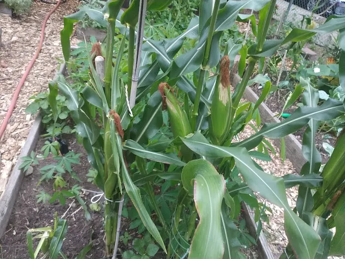 Umoja Community Garden Picture 4