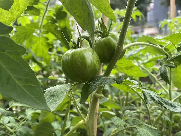 Umoja Community Garden Picture 5